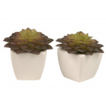 Sukkulent i potte (Husløg mørk)