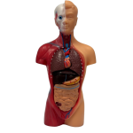 Torso anatomi model i 15 dele med aftagelige organer og udtagelig hjerne til undervisning