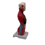 Torso anatomi model i 15 dele med aftagelige organer og udtagelig hjerne til undervisning
