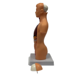 Torso anatomi model 15 dele (H: 30 cm.) - Image 3