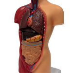 Torso anatomi model 15 dele (H: 30 cm.) - Image 4